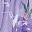 Lavender Romantic Rose