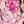 Pink Romantic Rose