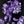 Black Purple Floral