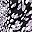 Dew Drop