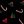 Black Mistletoe