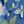 Royal Navy Flower
