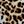 Natural Cheetah
