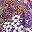 Violet Paisley Garden