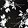 Black Ivory Floral