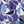 Blooms Blue