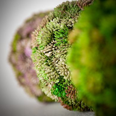 Sullivan's 3-pc. Colorful Sedum Orb Artificial Plant Set