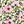 Blossom White Pink