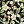 Hibiscus Floral Black