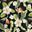 Hibiscus Floral Black