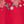 Red Poinsettia