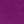 Purple Tulip