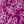 Purple Tulip Moving