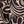 Khaki Scroll