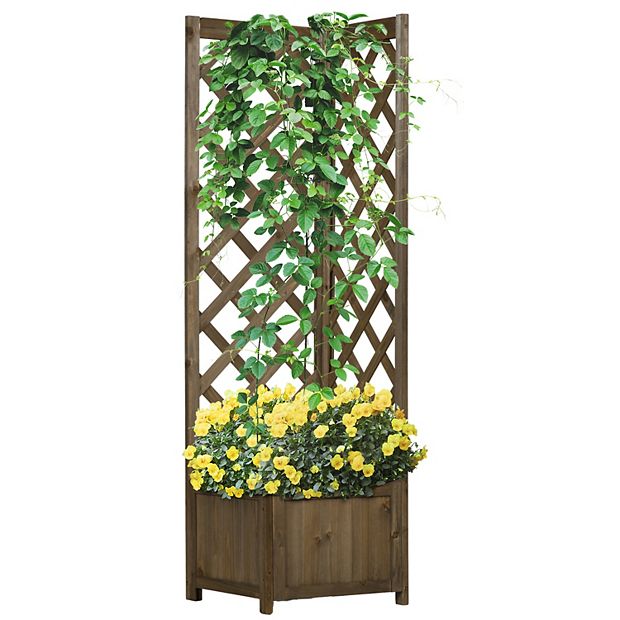 dracaena hawaiian Hawaiian Sunshine Staggered Cane - 12