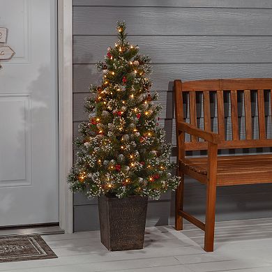 Gerson Elegant 4-ft. Potted Mixed Needle Glacier Pine Tree