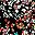 Black Multi Ditsy