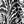 Black White Floral