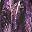 Purple Falling