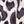 Animal Print