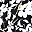 Black Mono Floral