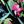 Black Tropical Floral