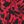 Red Black Floral