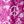 Raspberry Peace Sign