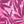 Dark Raspberry Palms