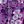 Rich Violet Blooming