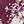 Deep Claret Snowflake