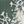 Pine Snowflake