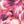 Pink Petal Burst