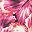 Pink Petal Burst