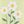 Daisies