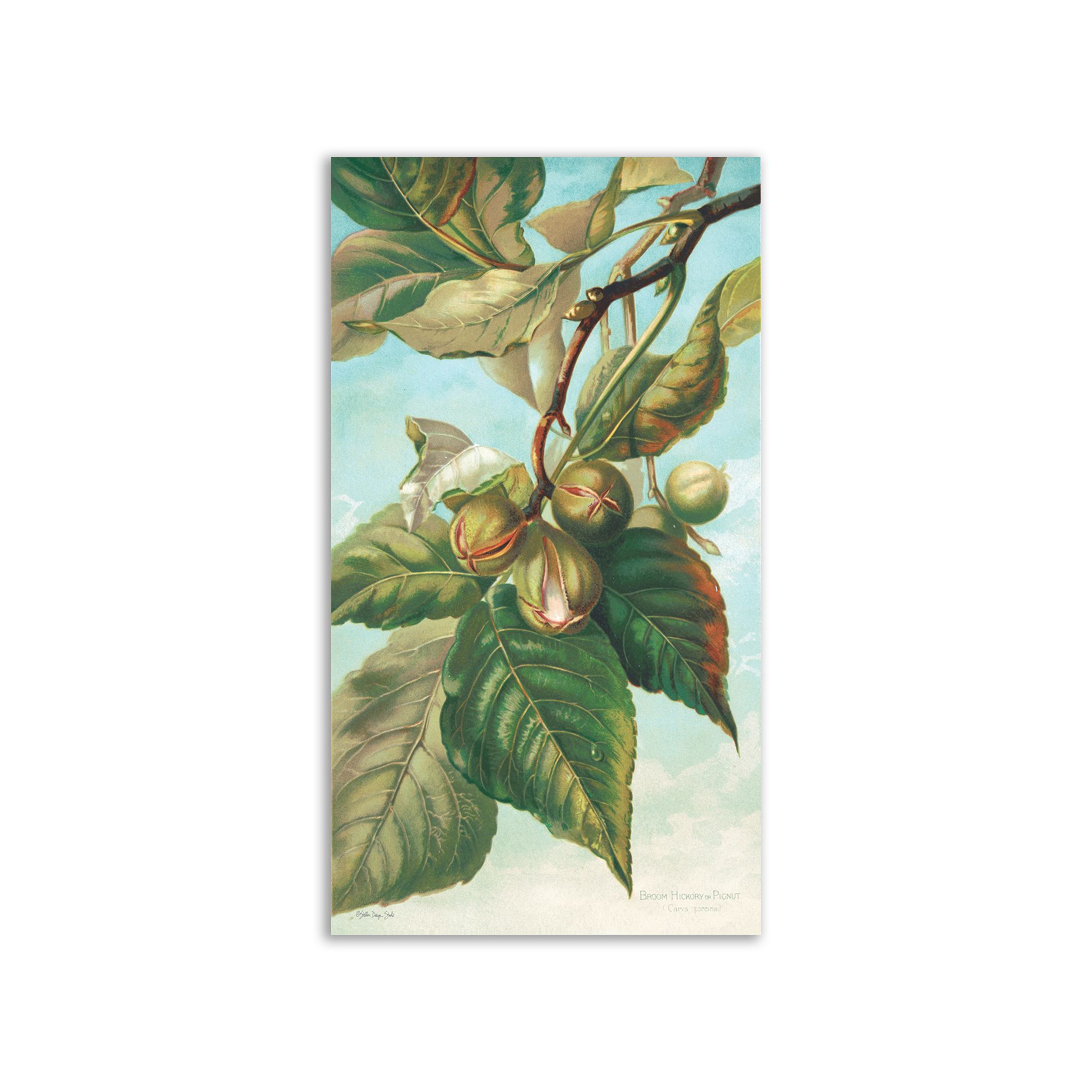COURTSIDE MARKET Tree Branch With Fruit I Canvas Wall Art, Multi