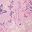 Plum Burst Floral