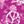 Raspberry Peace Sign