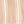 Soft Stripe Rose
