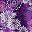 Rich Violet Blooming