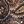 Brown Garden Paisley