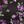 Purple Rose Floral
