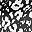 Black White Cheetah