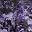 Black Violet Texture