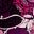Dark Berry Rose