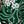 Emerald Rose Paisley