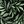 Green Tossed Leaves