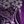 Purple Rose Paisley