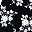 Black Ivory Floral