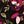 Dark Berry Floral
